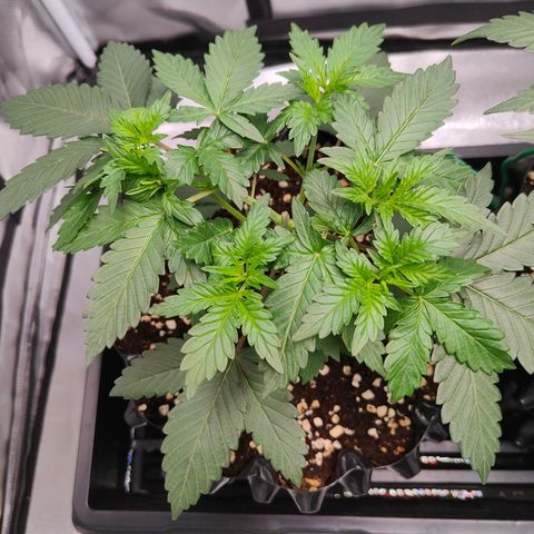 Blueberry Final's Battle #1 growlog timeline photo