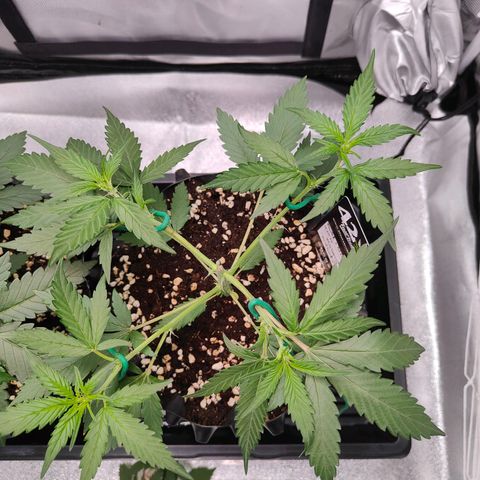 Blueberry Final's Battle #1 growlog timeline photo