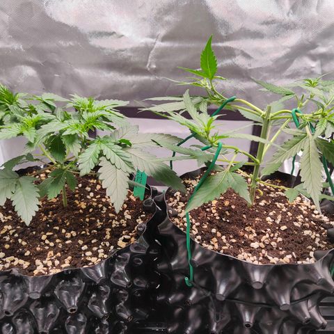 Blueberry Final's Battle #1 growlog timeline photo