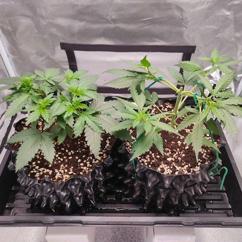 Blueberry Final's Battle #1 growlog timeline photo