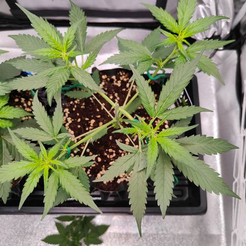 Blueberry Final's Battle #1 growlog timeline photo