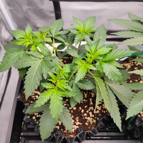 Blueberry Final's Battle #1 growlog timeline photo