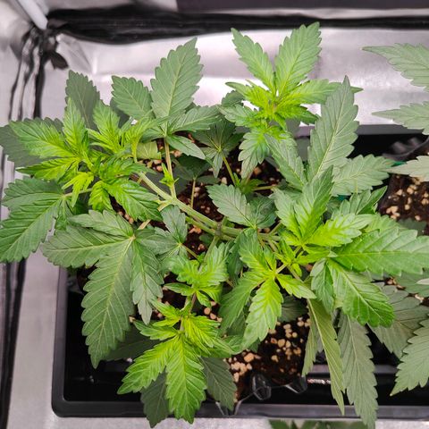 Blueberry Final's Battle #1 growlog timeline photo