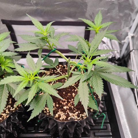 Blueberry Final's Battle #1 growlog timeline photo