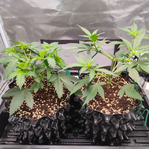 Blueberry Final's Battle #1 growlog timeline photo