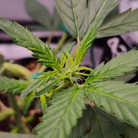 Blueberry Final's Battle #1 growlog timeline photo