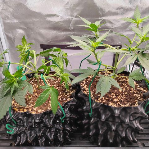 Blueberry Final's Battle #1 growlog timeline photo