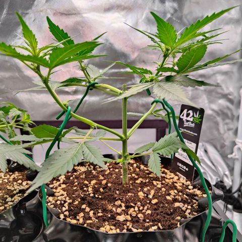 Blueberry Final's Battle #1 growlog timeline photo