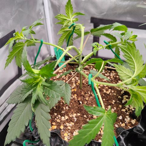 Blueberry Final's Battle #1 growlog timeline photo
