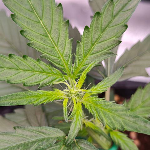 Blueberry Final's Battle #1 growlog timeline photo