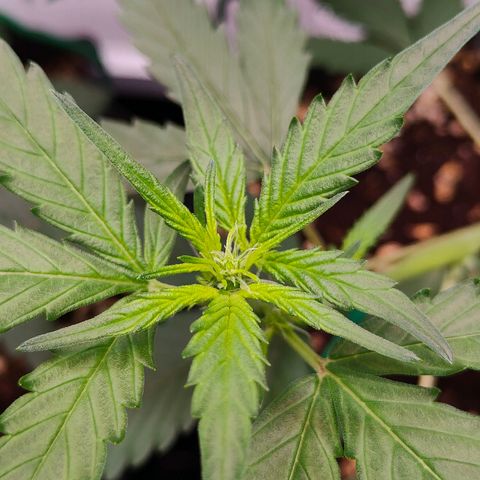 Blueberry Final's Battle #1 growlog timeline photo