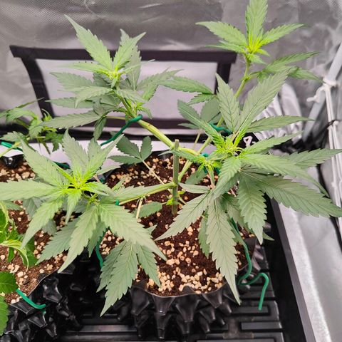Blueberry Final's Battle #1 growlog timeline photo