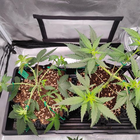 Blueberry Final's Battle #1 growlog timeline photo