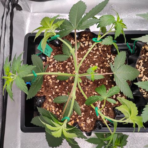 Blueberry Final's Battle #1 growlog timeline photo