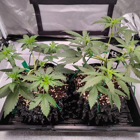 Blueberry Final's Battle #1 growlog timeline photo
