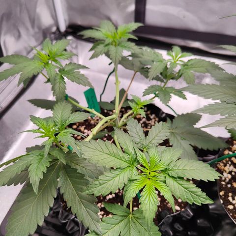 Blueberry Final's Battle #1 growlog timeline photo