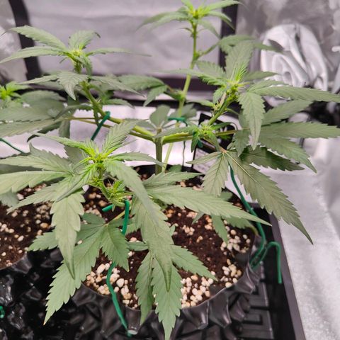 Blueberry Final's Battle #1 growlog timeline photo
