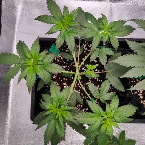 Blueberry Final's Battle #1 growlog timeline photo