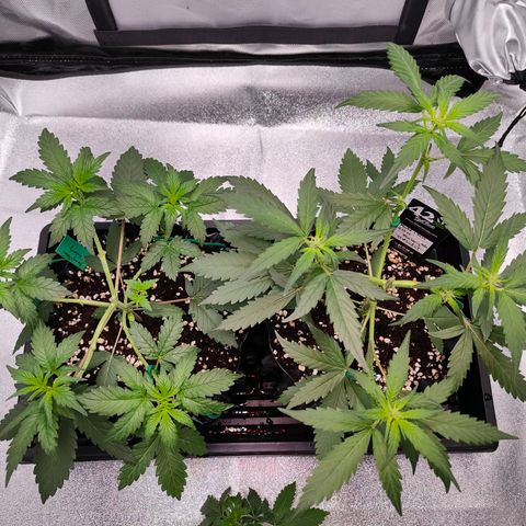 Blueberry Final's Battle #1 growlog timeline photo