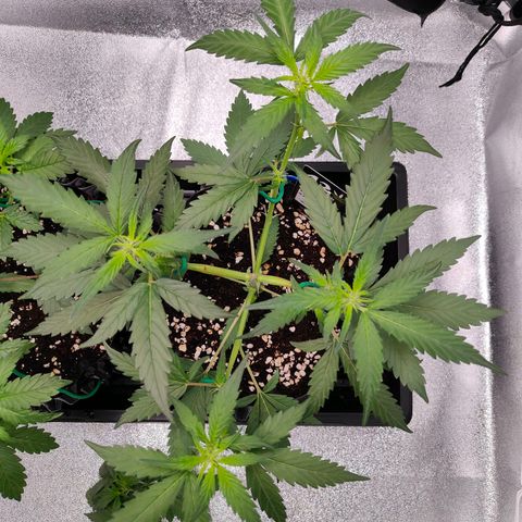 Blueberry Final's Battle #1 growlog timeline photo