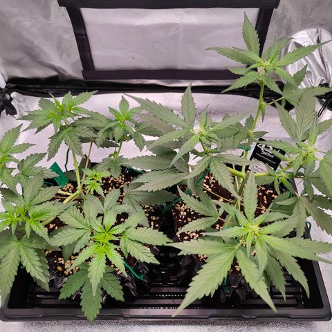 Blueberry Final's Battle #1 growlog photo: Night time
