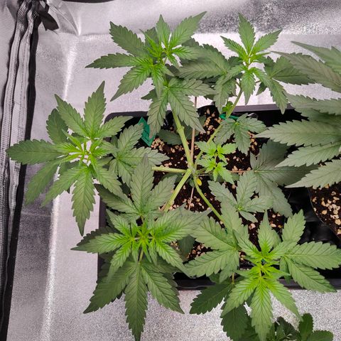 Blueberry Final's Battle #1 growlog photo: Night time