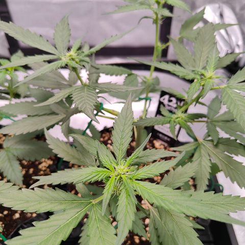 Blueberry Final's Battle #1 growlog photo: Night time