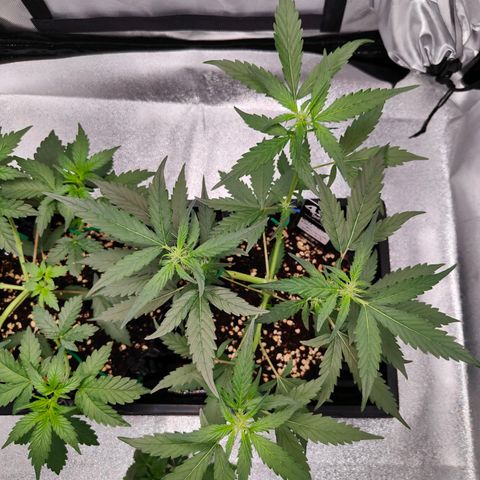 Blueberry Final's Battle #1 growlog photo: Night time