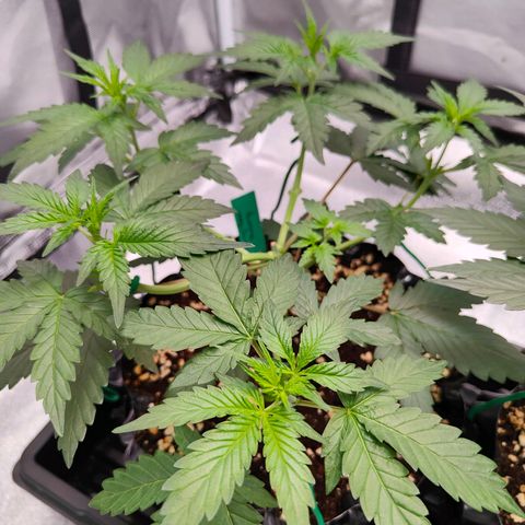 Blueberry Final's Battle #1 growlog photo: Night time