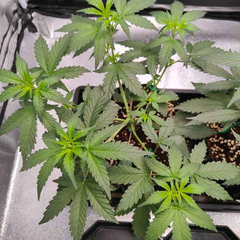Blueberry Final's Battle #1 growlog photo: Night time