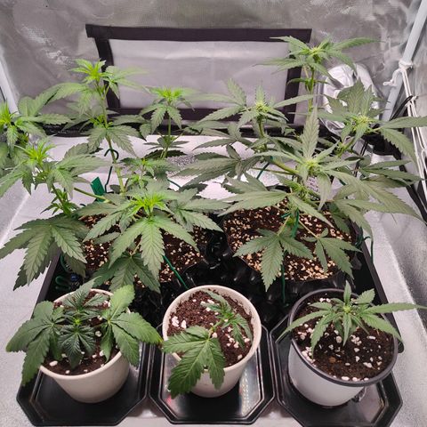 Blueberry Final's Battle #1 growlog photo: Night time