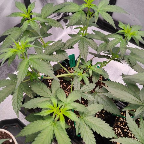 Blueberry Final's Battle #1 growlog photo: Night time