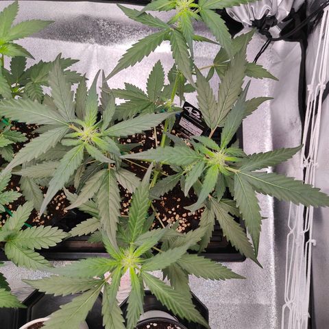 Blueberry Final's Battle #1 growlog photo: Night time