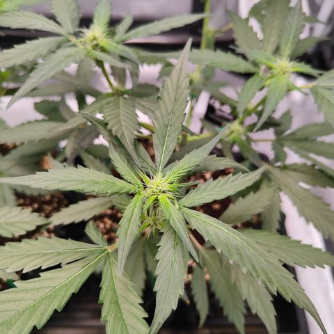 Blueberry Final's Battle #1 growlog photo: Night time