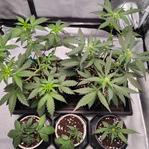Blueberry Final's Battle #1 growlog photo: Night time