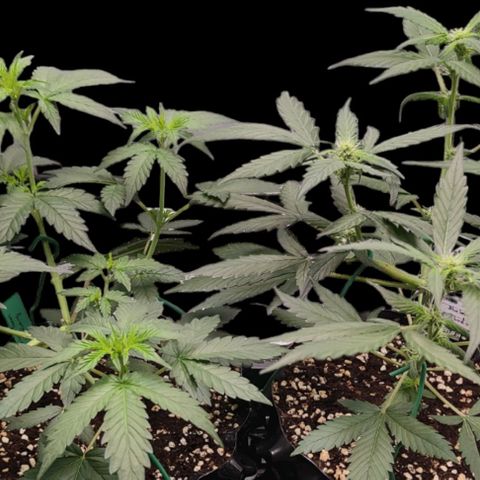 Blueberry Final's Battle #1 growlog timeline photo
