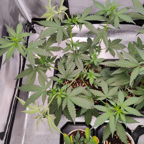 Blueberry Final's Battle #1 growlog photo: Morning time