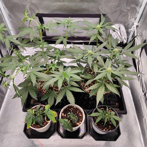 Blueberry Final's Battle #1 growlog photo: Morning time