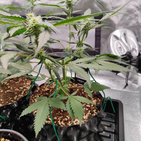 Blueberry Final's Battle #1 growlog photo: Morning time