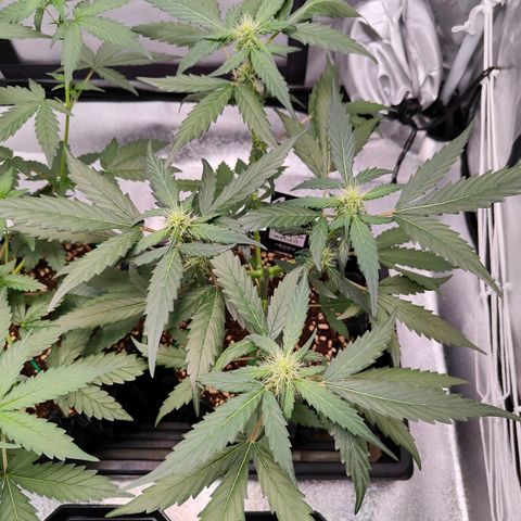 Blueberry Final's Battle #1 growlog photo: Morning time