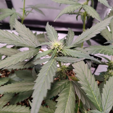Blueberry Final's Battle #1 growlog photo: Morning time