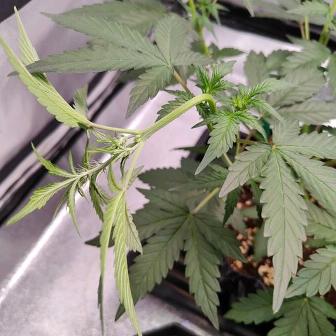 Blueberry Final's Battle #1 growlog photo: Morning time