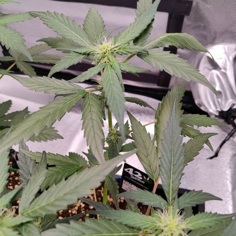 Blueberry Final's Battle #1 growlog photo: Morning time