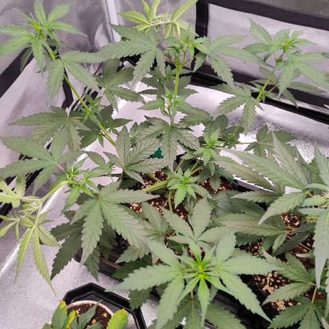 Blueberry Final's Battle #1 growlog photo: Morning time