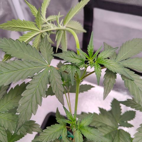Blueberry Final's Battle #1 growlog photo: Morning time