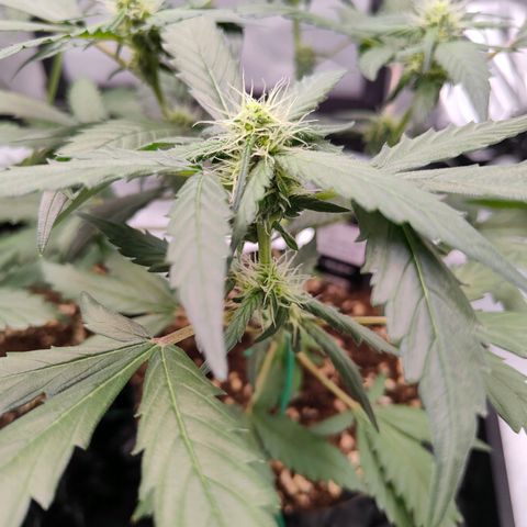 Blueberry Final's Battle #1 growlog photo: Morning time