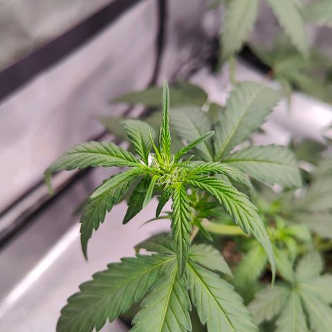 Blueberry Final's Battle #1 growlog photo: Night time