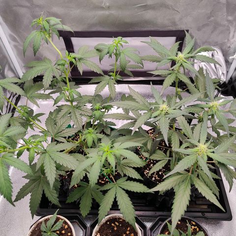 Blueberry Final's Battle #1 growlog photo: Night time