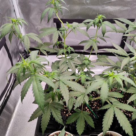 Blueberry Final's Battle #1 growlog photo: Night time