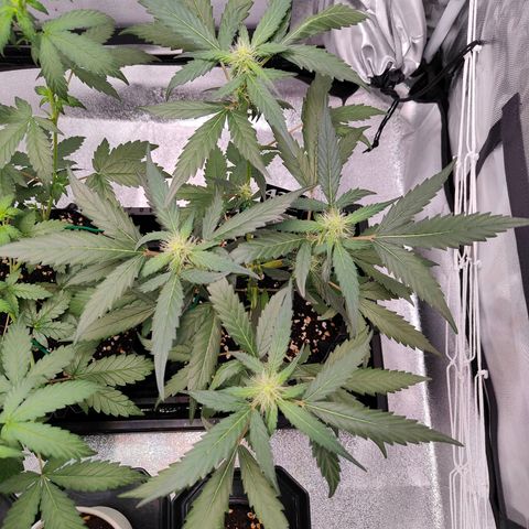 Blueberry Final's Battle #1 growlog photo: Night time